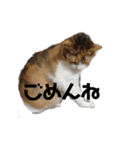 リアル三毛猫ちびの言葉（個別スタンプ：10）