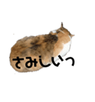 リアル三毛猫ちびの言葉（個別スタンプ：11）