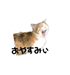 リアル三毛猫ちびの言葉（個別スタンプ：12）