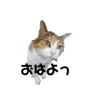 リアル三毛猫ちびの言葉（個別スタンプ：13）