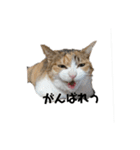リアル三毛猫ちびの言葉（個別スタンプ：15）