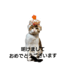 リアル三毛猫ちびの言葉（個別スタンプ：16）
