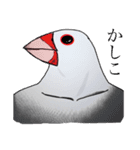 ちょっとキモい白文鳥のスタンプ（個別スタンプ：11）