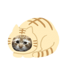 我が家の8にゃんず（個別スタンプ：2）