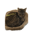 我が家の8にゃんず（個別スタンプ：7）