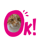実家の猫のかんたです。（個別スタンプ：1）