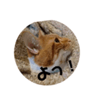 実家の猫のかんたです。（個別スタンプ：2）