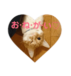 実家の猫のかんたです。（個別スタンプ：3）