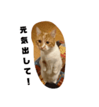 実家の猫のかんたです。（個別スタンプ：4）