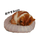 実家の猫のかんたです。（個別スタンプ：5）