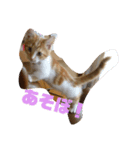 実家の猫のかんたです。（個別スタンプ：7）