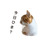 実家の猫のかんたです。（個別スタンプ：8）
