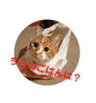 実家の猫のかんたです。（個別スタンプ：9）