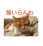 実家の猫のかんたです。（個別スタンプ：10）