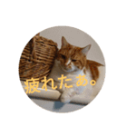 実家の猫のかんたです。（個別スタンプ：11）