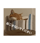 実家の猫のかんたです。（個別スタンプ：12）