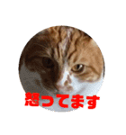 実家の猫のかんたです。（個別スタンプ：13）