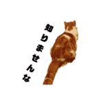 実家の猫のかんたです。（個別スタンプ：14）