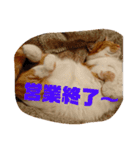 実家の猫のかんたです。（個別スタンプ：15）