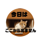 実家の猫のかんたです。（個別スタンプ：16）