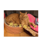 3ニャンスタンプ（個別スタンプ：3）