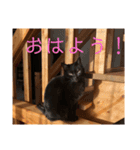 3ニャンスタンプ（個別スタンプ：4）