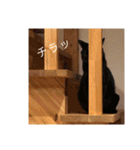 3ニャンスタンプ（個別スタンプ：5）