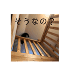 3ニャンスタンプ（個別スタンプ：8）