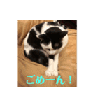 3ニャンスタンプ（個別スタンプ：10）
