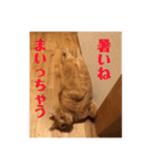 3ニャンスタンプ（個別スタンプ：12）