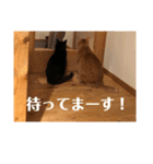 3ニャンスタンプ（個別スタンプ：13）