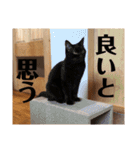 3ニャンスタンプ（個別スタンプ：14）