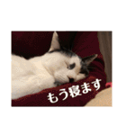 3ニャンスタンプ（個別スタンプ：15）