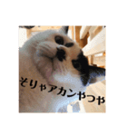 3ニャンスタンプ（個別スタンプ：16）