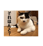 3ニャンスタンプ（個別スタンプ：18）