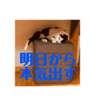 3ニャンスタンプ（個別スタンプ：19）