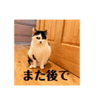 3ニャンスタンプ（個別スタンプ：22）