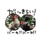 愛犬リンといちのゆるゆるスタンプ（個別スタンプ：1）