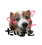 愛犬リンといちのゆるゆるスタンプ（個別スタンプ：2）