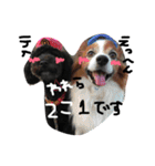 愛犬リンといちのゆるゆるスタンプ（個別スタンプ：4）