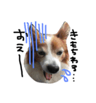 愛犬リンといちのゆるゆるスタンプ（個別スタンプ：5）