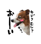 愛犬リンといちのゆるゆるスタンプ（個別スタンプ：6）