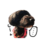 愛犬リンといちのゆるゆるスタンプ（個別スタンプ：7）
