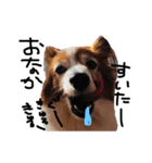 愛犬リンといちのゆるゆるスタンプ（個別スタンプ：9）
