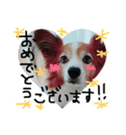愛犬リンといちのゆるゆるスタンプ（個別スタンプ：10）