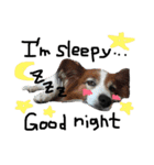 愛犬リンといちのゆるゆるスタンプ（個別スタンプ：14）