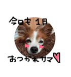 愛犬リンといちのゆるゆるスタンプ（個別スタンプ：15）
