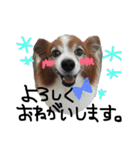 愛犬リンといちのゆるゆるスタンプ（個別スタンプ：19）