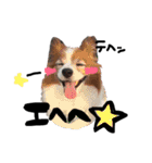 愛犬リンといちのゆるゆるスタンプ（個別スタンプ：20）