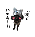 愛犬リンといちのゆるゆるスタンプ（個別スタンプ：22）